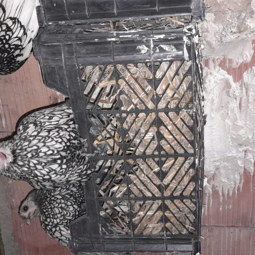 مرغ خروس سیبرایت