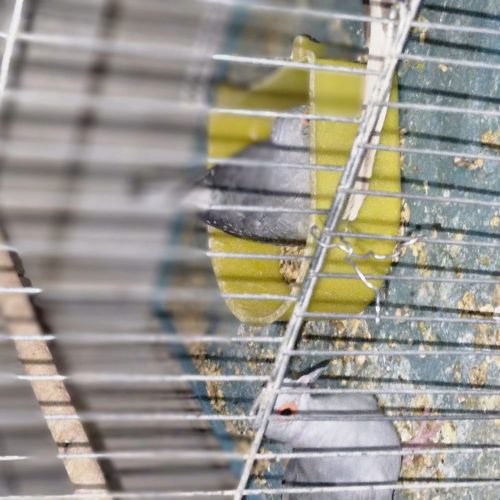 قمری مینیاتوری (قمری ژاپنی )یا قمری چینی