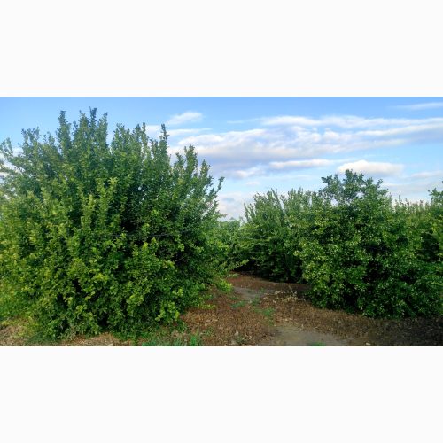 فروش باغ پرثمر