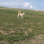 حیوانات خانگی