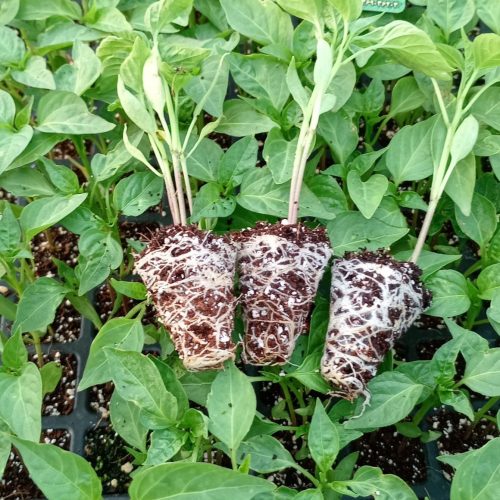 نشا خیار و گوجه  فلفل وغیره