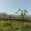 فروش زمین مسکونی
