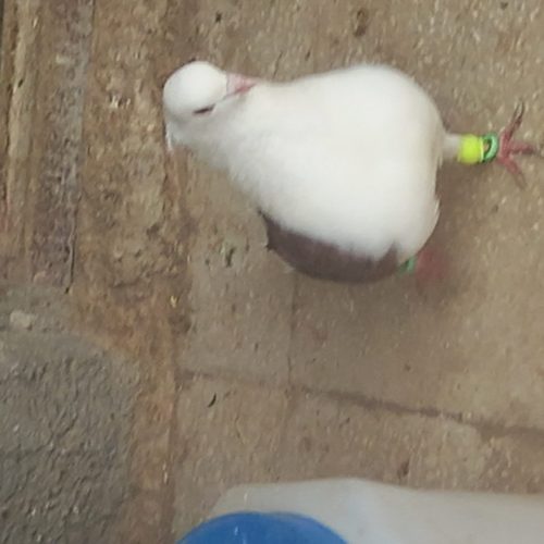 پشتی سرخ آتشین نرخال سیاه