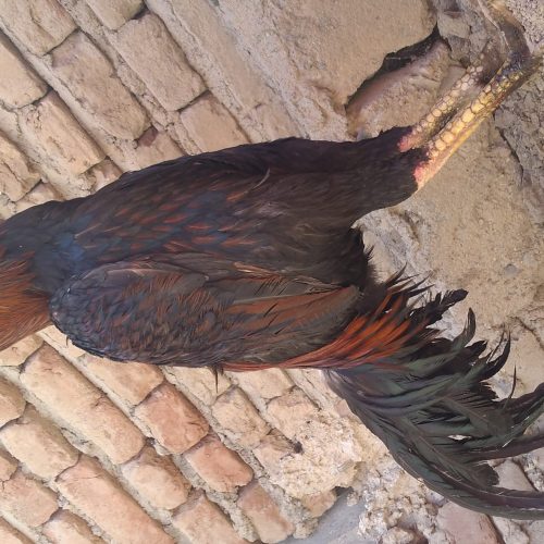 خروس لاری اصل