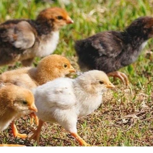 جوجه گلپایگان 15 روزه