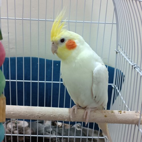 2عدد عروس هلندی سخنگو و شاه طوطی