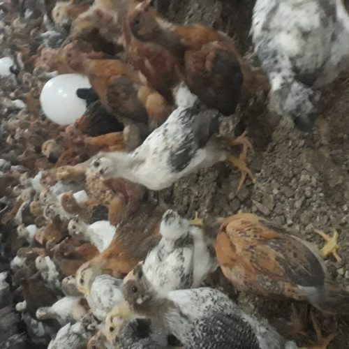 جوجه گلپایگان 30روز واکسن شده و سر حال
