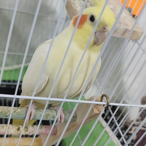 عروس هلندی