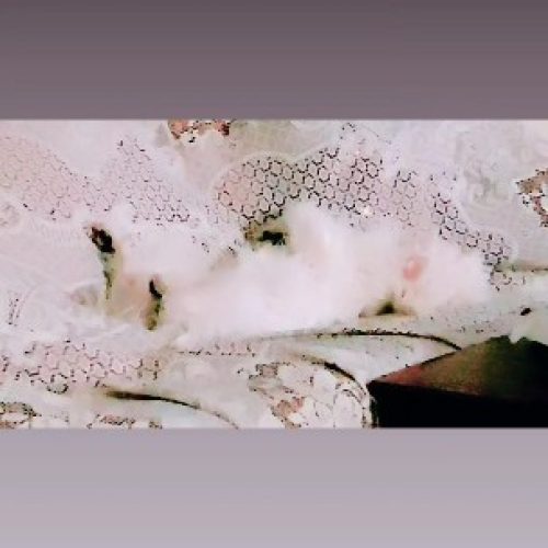 نام هپی/1ساله/نر/میکس شیتزووپودل/