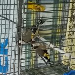 سهره ماده مست