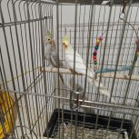 عروس هلندی مولد