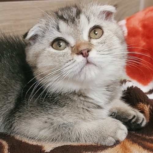 گربه اسکاتیش