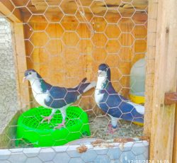 فروش جفت چپ سیاه نروماده