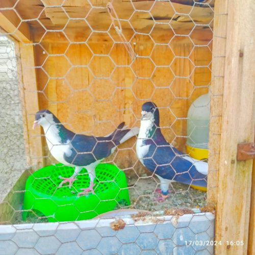 فروش جفت چپ سیاه نروماده