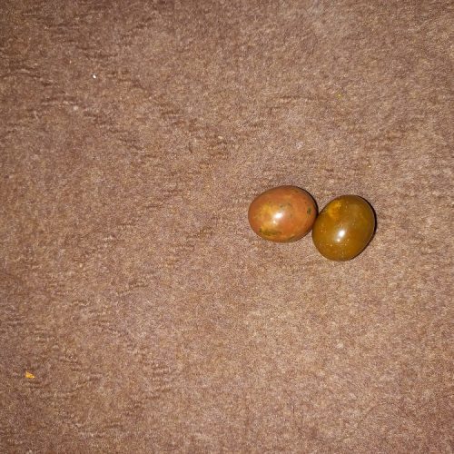 مهره شرط فعال وقوی