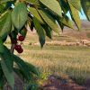 باغ گیلاس درساربانک