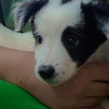 پودل اشپیتز