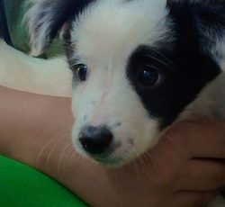 پودل اشپیتز