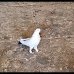 نر سفید دم سبز