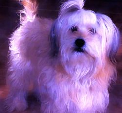 نژاد ژیتزو پامر نر