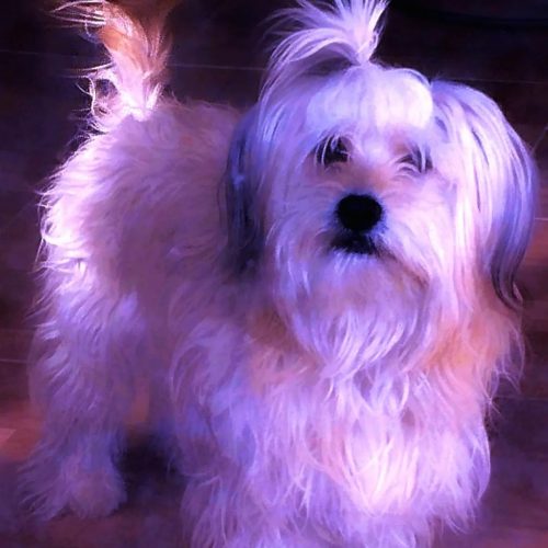 نژاد ژیتزو پامر نر