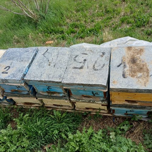 فروش تعداد 17 کندو بازنبور نژاد امریکائی