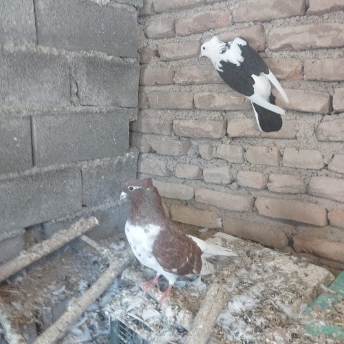 کبوتر دمچتری