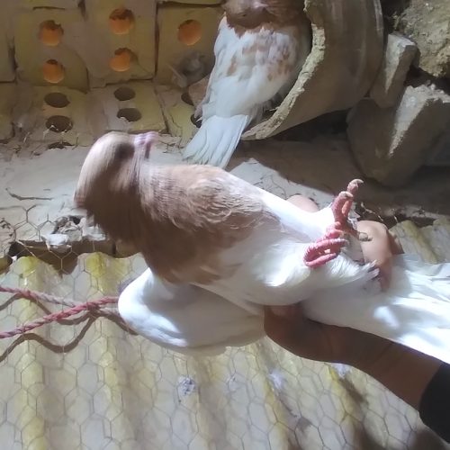 کبوتر کله زرد