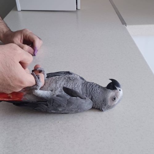 طوطی کاسکو