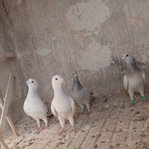 پرنده