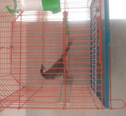 بلبل  شش دانگ قواره دار  همراه با تمام وسایل