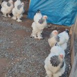 تخم نطفه دار برهما