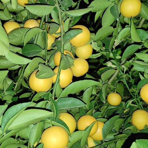 فروش باغ پرثمر