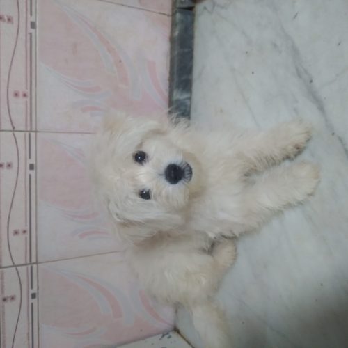 سگ پشمالو خونگی