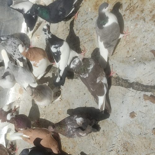 یه تیپ کفتر رنگی