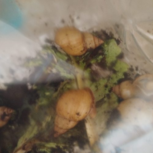 حلزون آلبینا11
