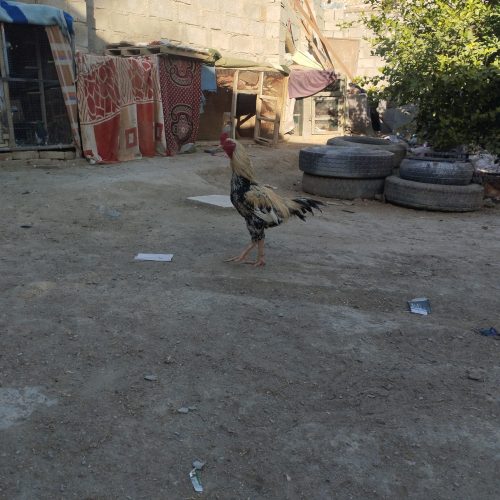 خروس پنجاب پاکستانی