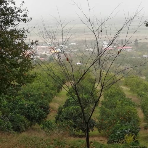 1050 متر زمین قلم باغ در نزدیکترین فاصله به شهر