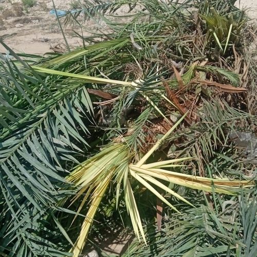 فروش تعدادی نخل پنیری جهت فروش