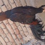 خروس لاری اصل