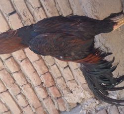 خروس لاری اصل