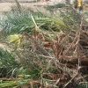 فروش تعدادی نخل پنیری جهت فروش