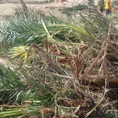 فروش تعدادی نخل پنیری جهت فروش