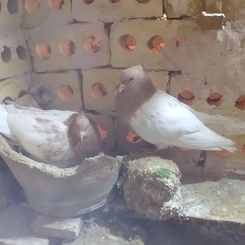 کبوتر کله زرد