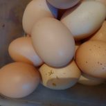 تخم مرغ محلی