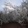 دو طناب باغ گیلاس تکدانه 20 ساله