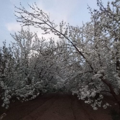 دو طناب باغ گیلاس تکدانه 20 ساله