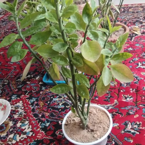 فروش چند گل زیبا وشاداب