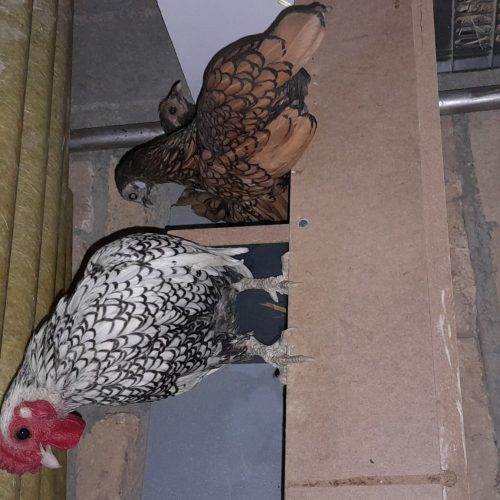 مرغ خروس سیبرایت