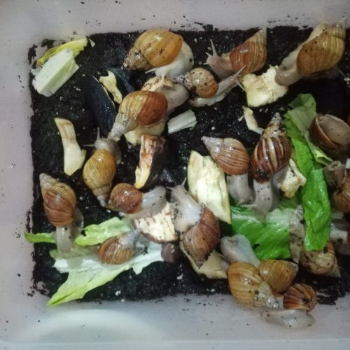 حلزون فولیکا، البینو